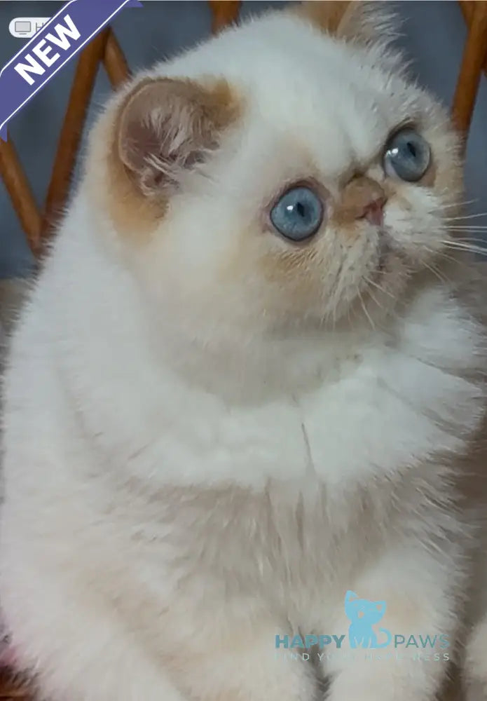 Acapulco Exotic male red tabby pointed live animals