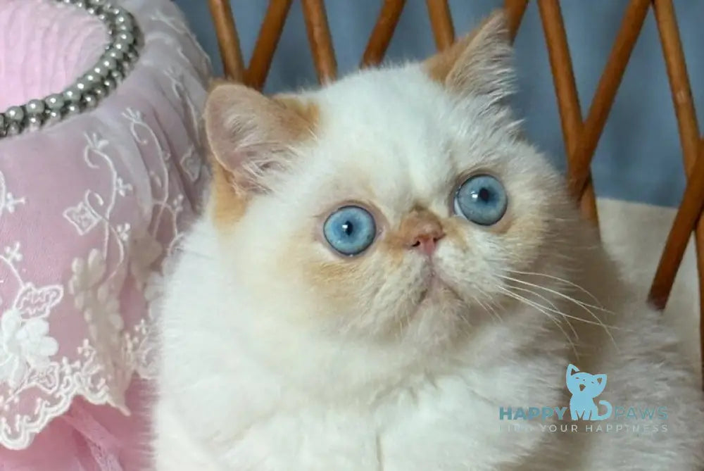 Acapulco Exotic male red tabby pointed live animals