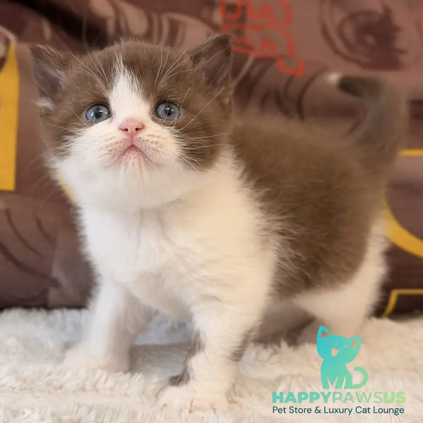 Ace British Shorthair male chocolate bicolour - live animals