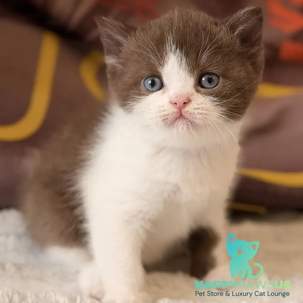Ace British Shorthair male chocolate bicolour - live animals
