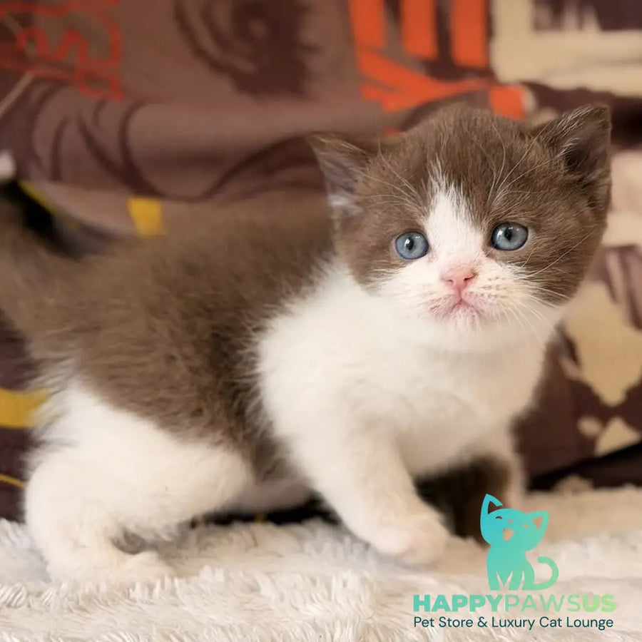 Ace British Shorthair male chocolate bicolour - live animals