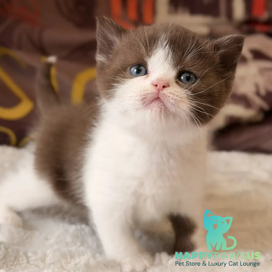 Ace British Shorthair male chocolate bicolour - live animals