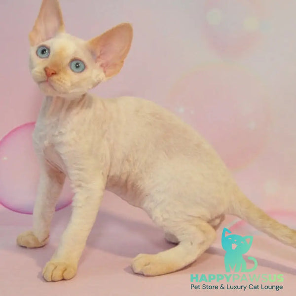 Ace Devon Rex male red pointed - live animals