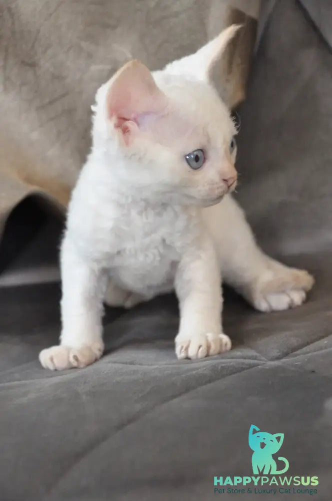 Ace Devon Rex male red pointed - live animals