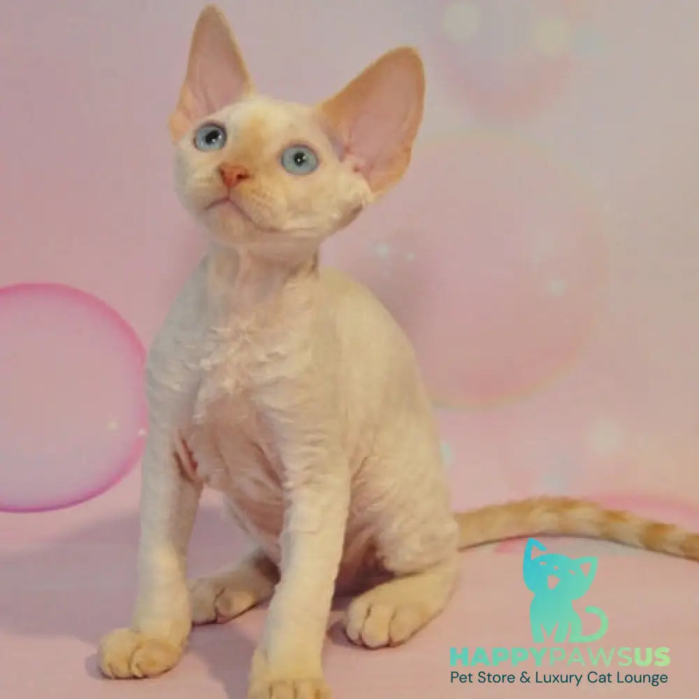 Ace Devon Rex male red pointed - live animals