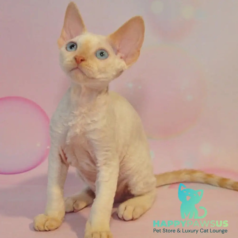 Ace Devon Rex male red pointed - live animals