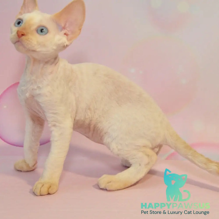 Ace Devon Rex male red pointed - live animals