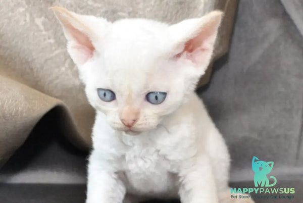 Ace Devon Rex male red pointed - live animals