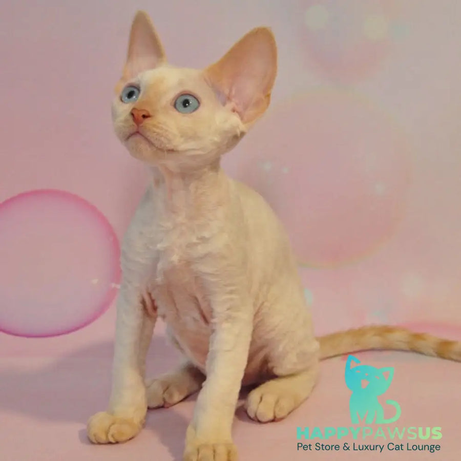 Ace Devon Rex male red pointed - live animals