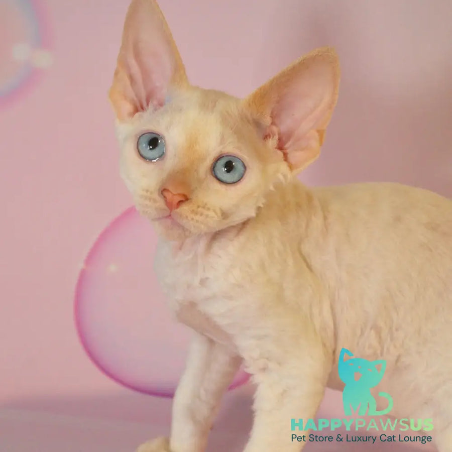 Ace Devon Rex male red pointed - live animals