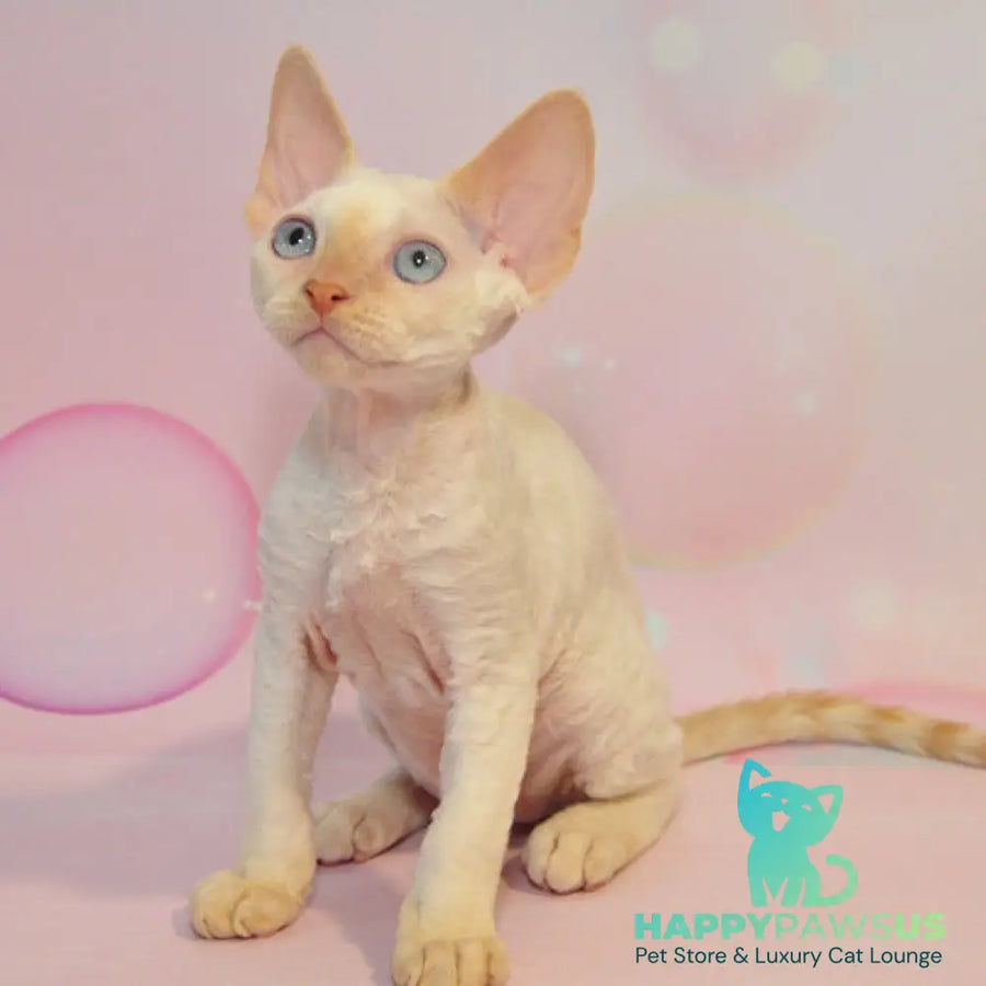 Ace Devon Rex male red pointed - live animals