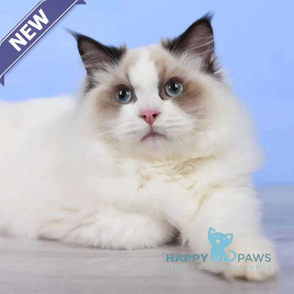 Achi Ragdoll male black bicolour live animals
