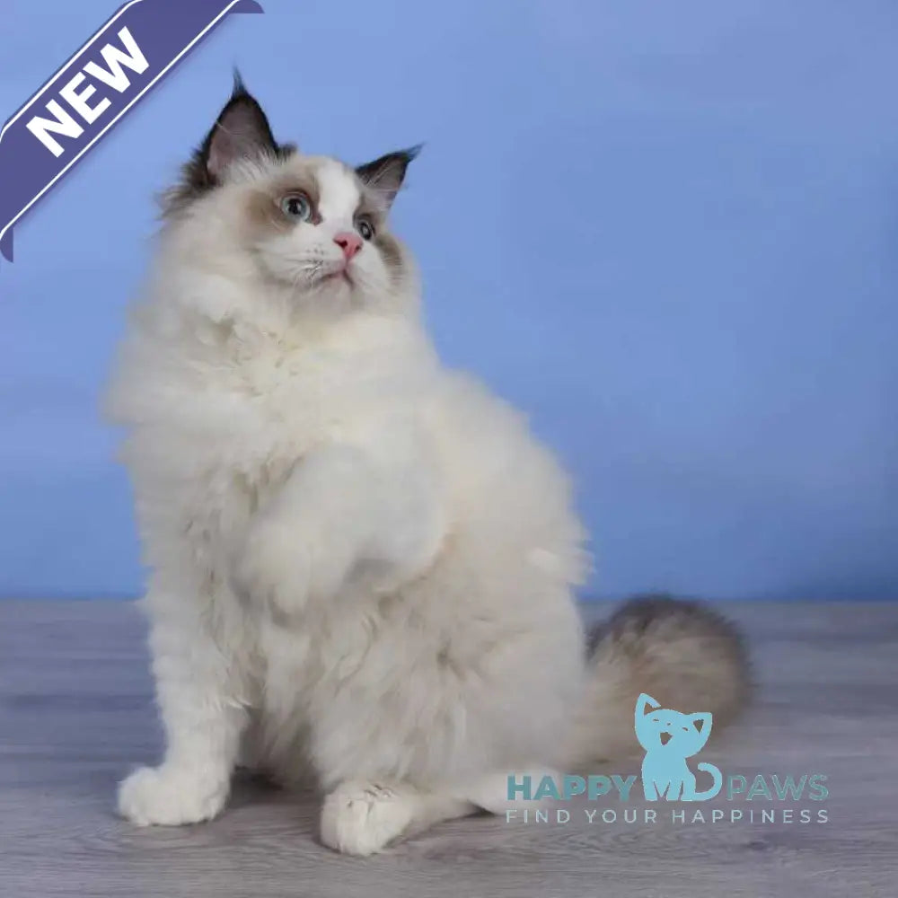 Achi Ragdoll male black bicolour live animals