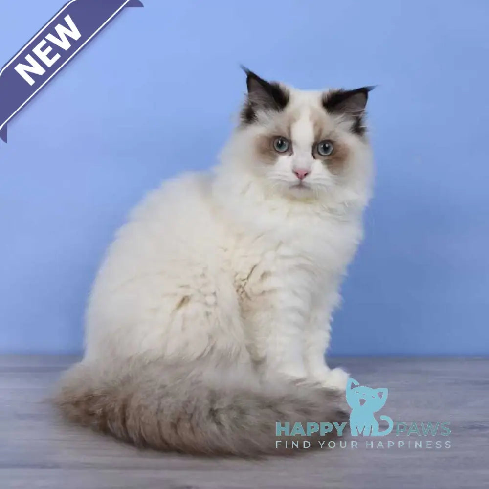 Achi Ragdoll male black bicolour live animals