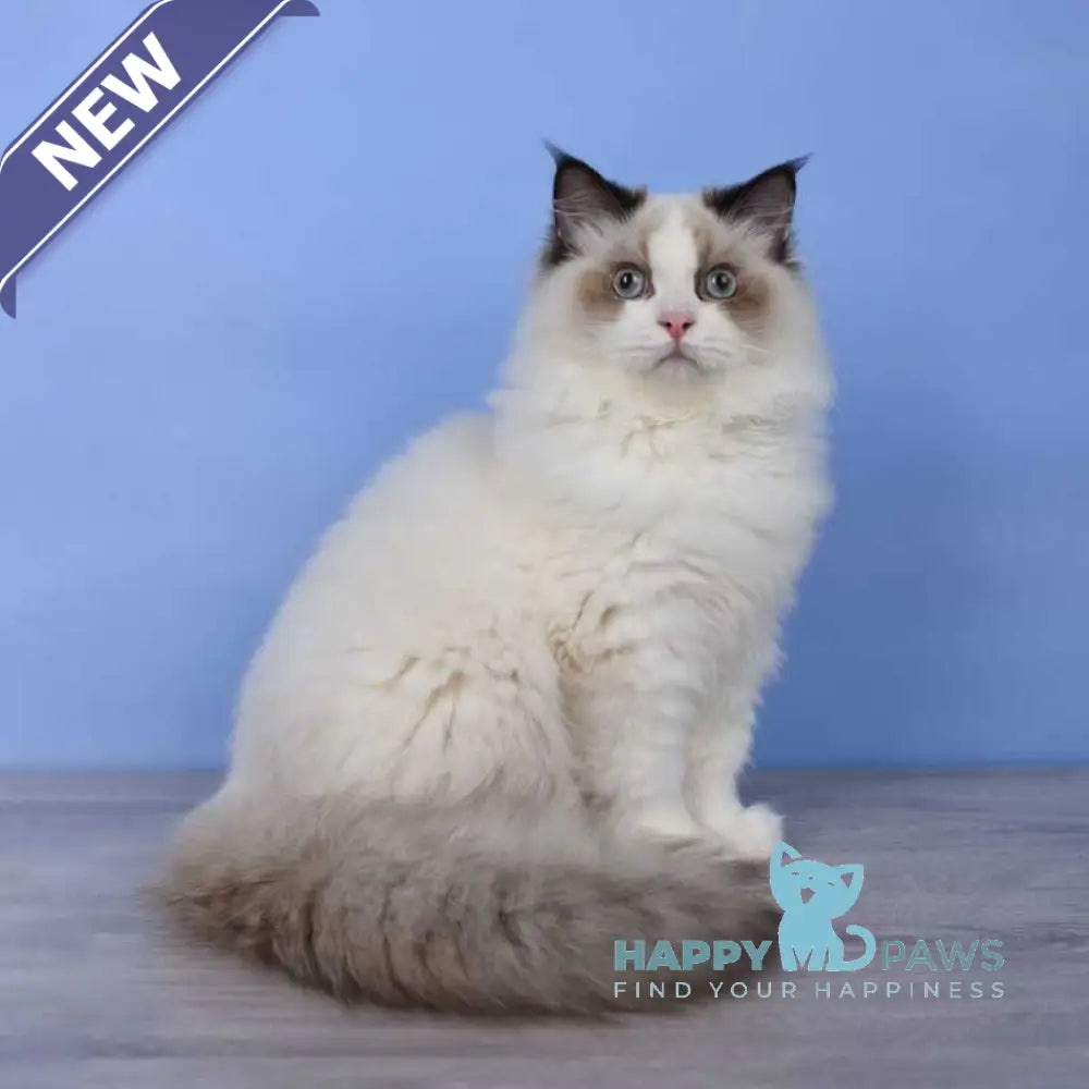 Achi Ragdoll male black bicolour live animals