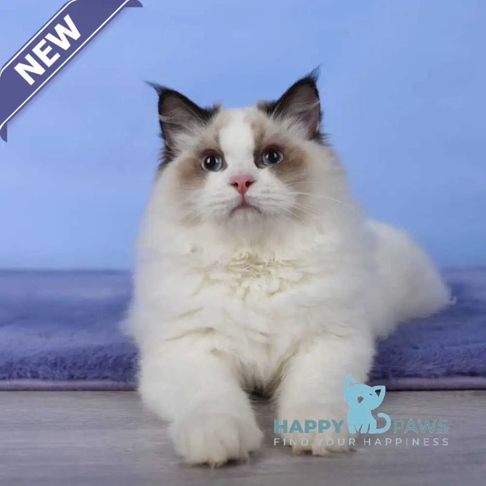 Achi Ragdoll male black bicolour live animals