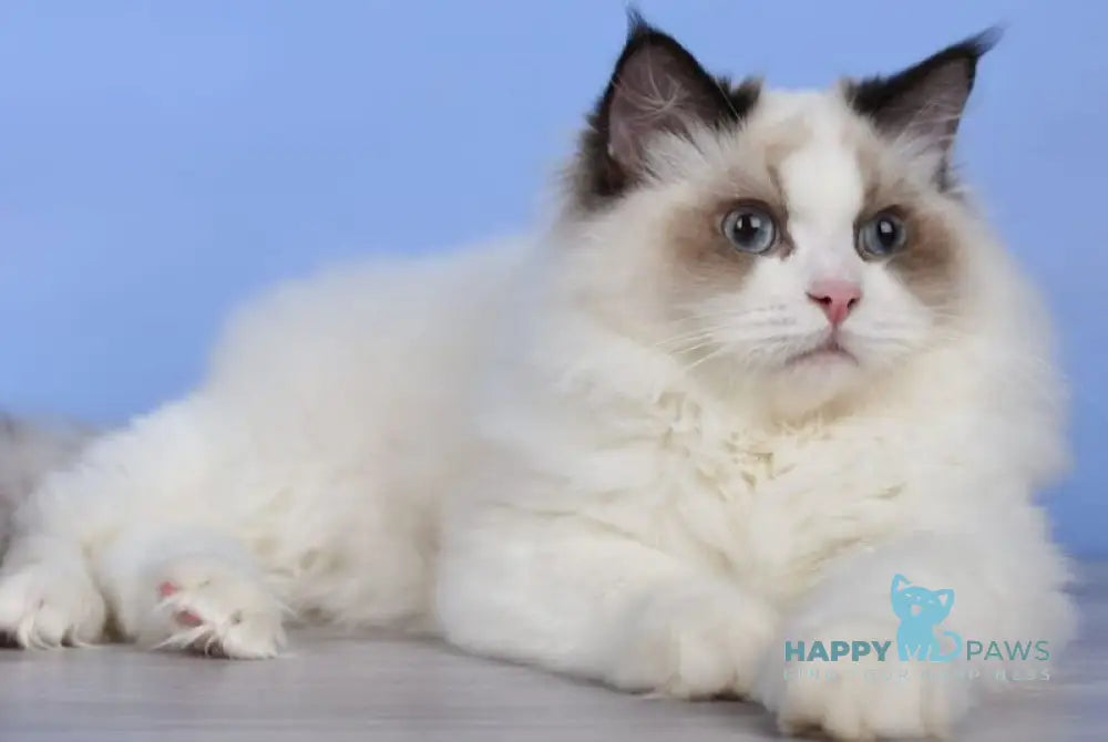 Achi Ragdoll male black bicolour live animals