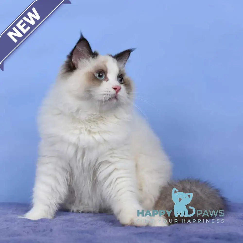 Achi Ragdoll male black bicolour live animals