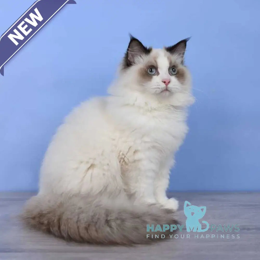 Achi Ragdoll male black bicolour live animals