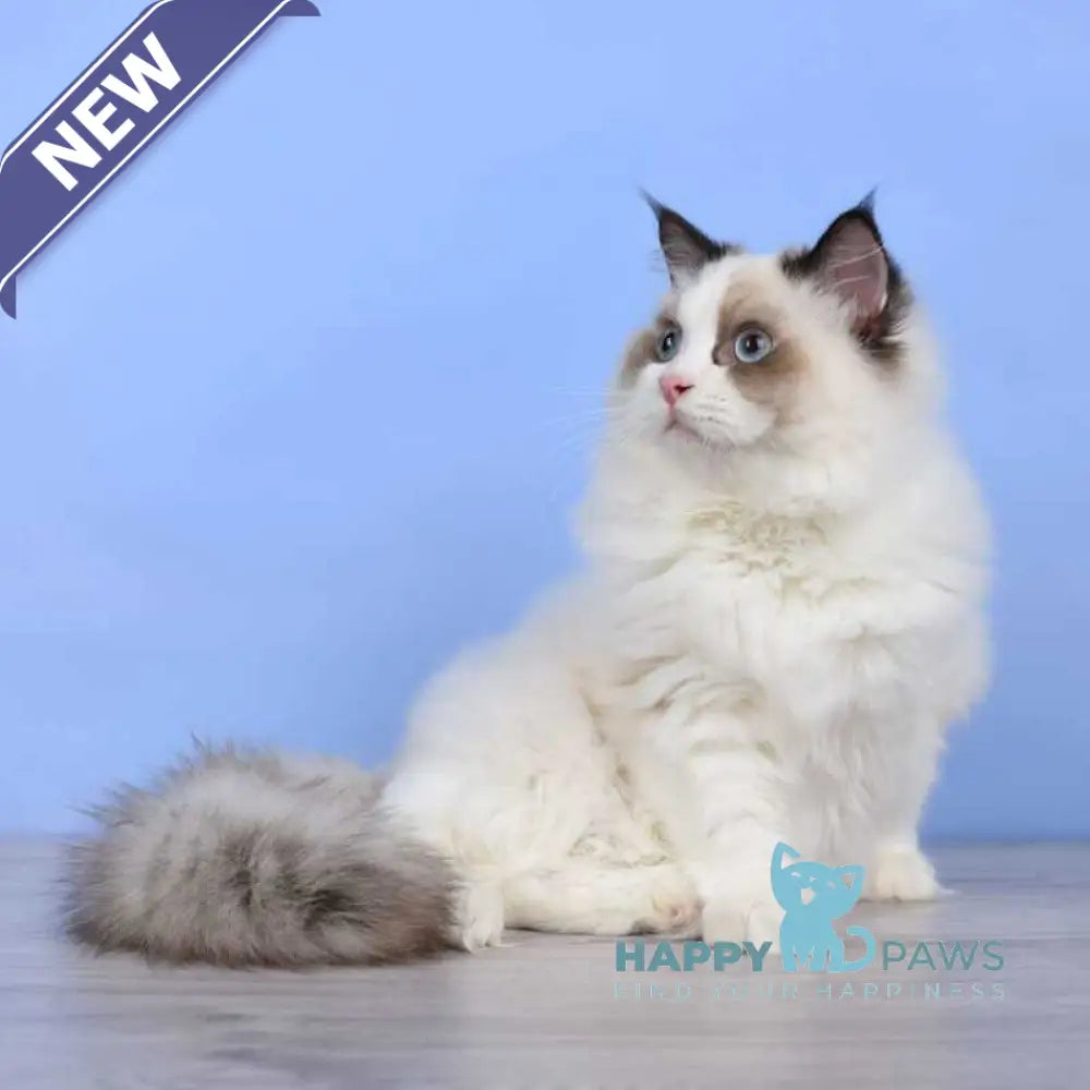 Achi Ragdoll male black bicolour live animals