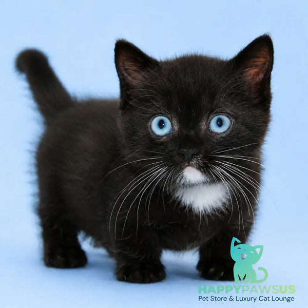 Acwarel Munchkin male black - live animals