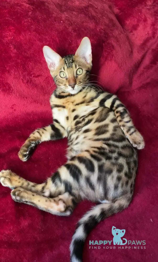 Adam Bengal male black spotted tabby live animals