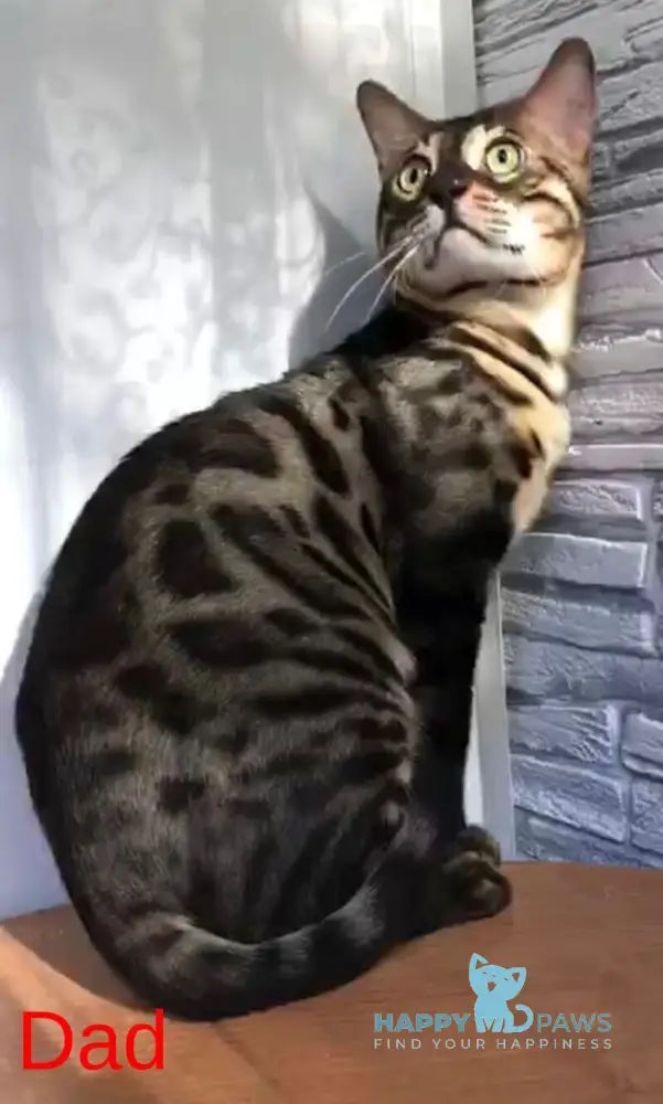 Adam Bengal male black spotted tabby live animals