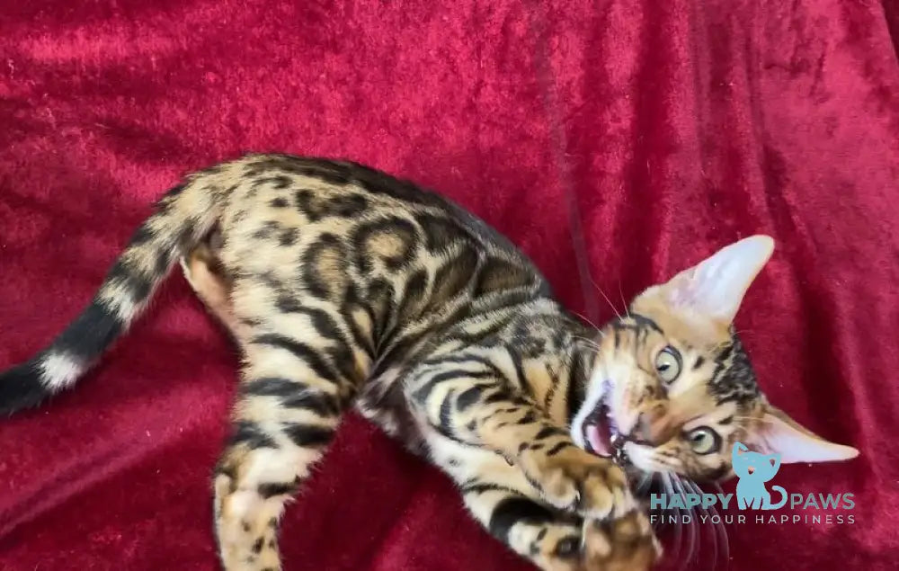 Adam Bengal male black spotted tabby live animals