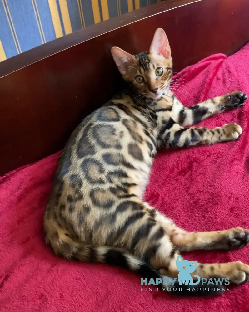 Adam Bengal male black spotted tabby live animals