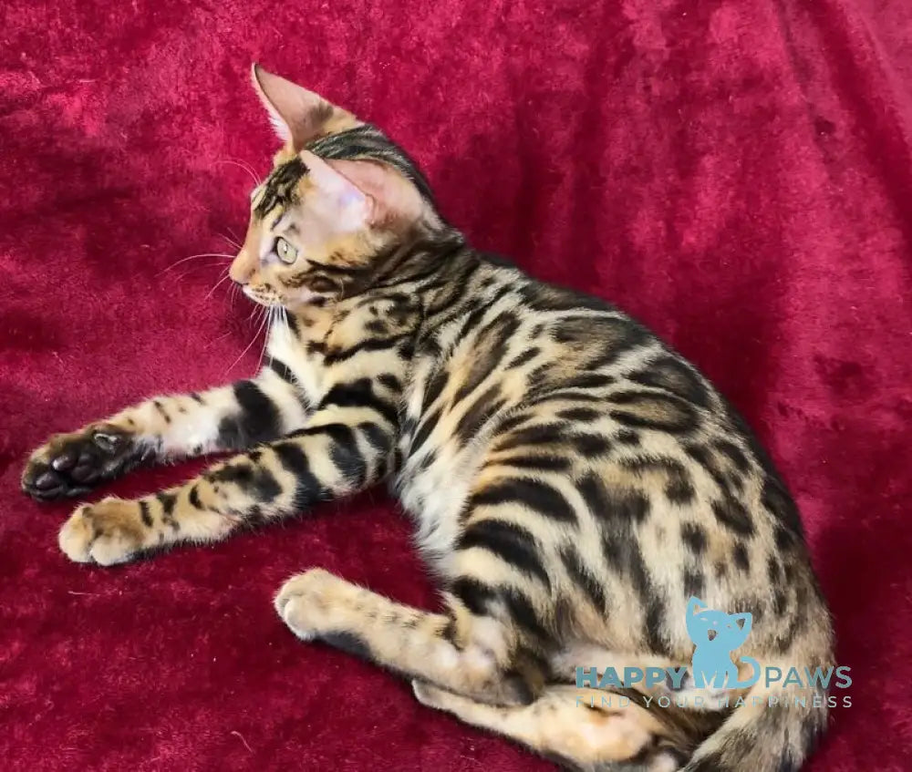 Adam Bengal male black spotted tabby live animals