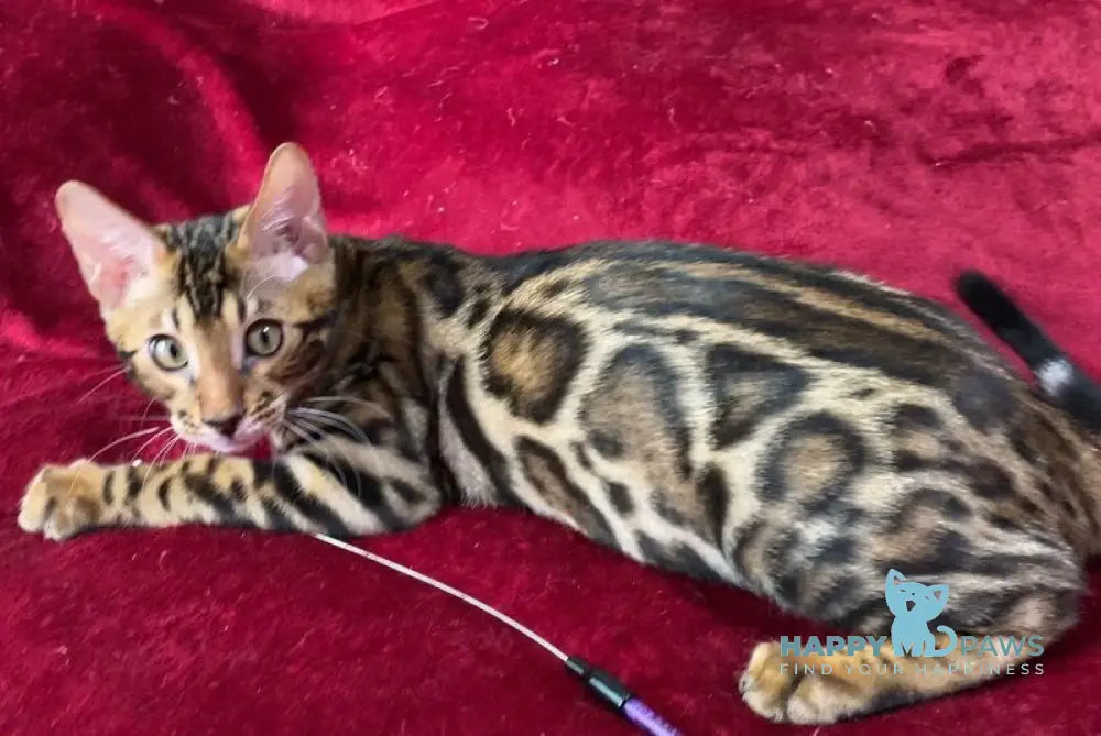 Adam Bengal male black spotted tabby live animals