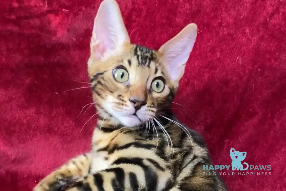 Adam Bengal male black spotted tabby live animals
