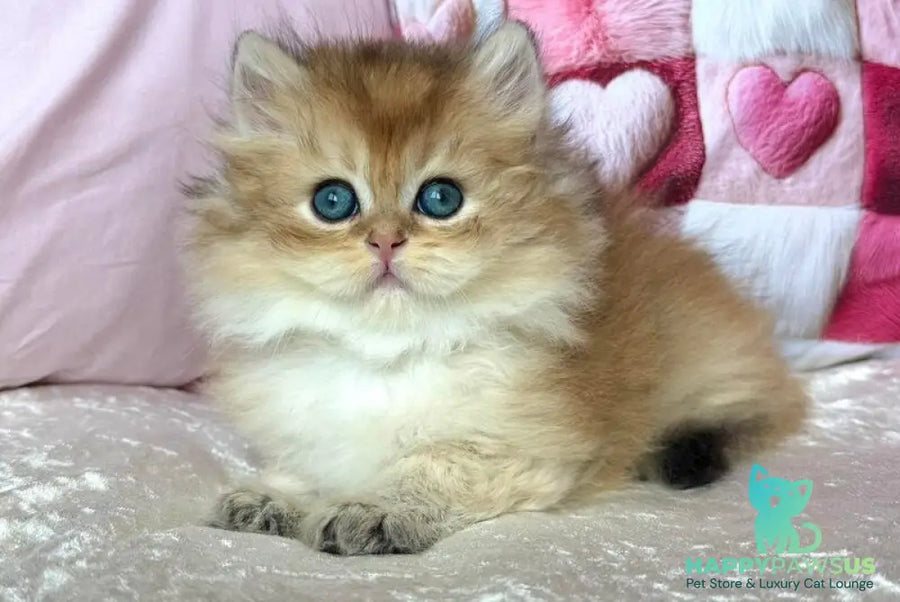 Adam British Longhair male black golden shaded - live animals