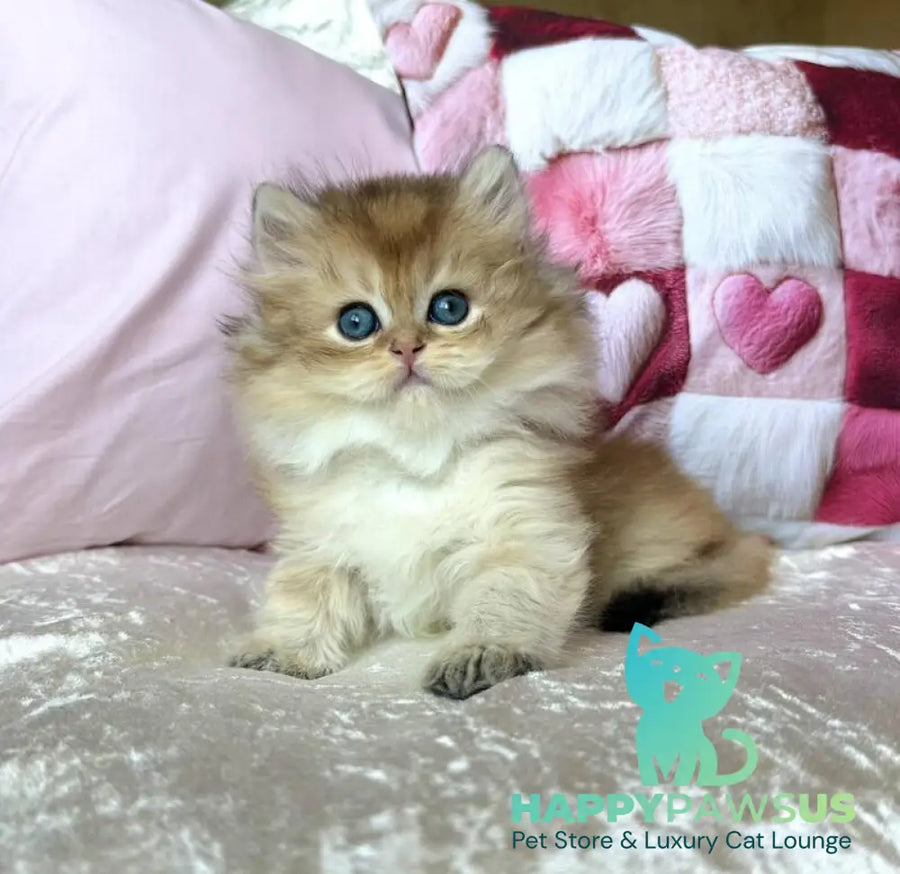 Adam British Longhair male black golden shaded - live animals