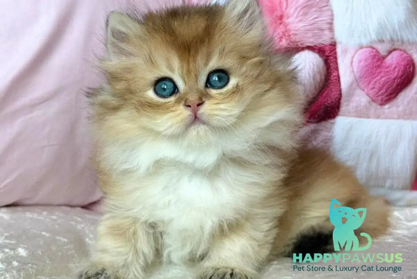 Adam British Longhair male black golden shaded - live animals