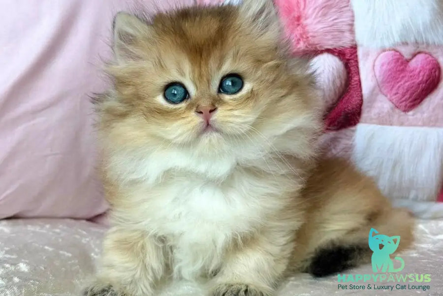 Adam British Longhair male black golden shaded - live animals
