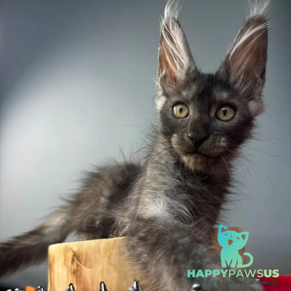 Adam Maine Coon male black silver - live animals