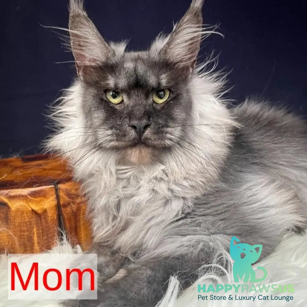 Adam Maine Coon male black silver - live animals
