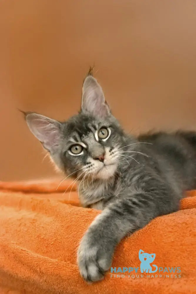 Adam Maine Coon male blue silver ticked tabby live animals