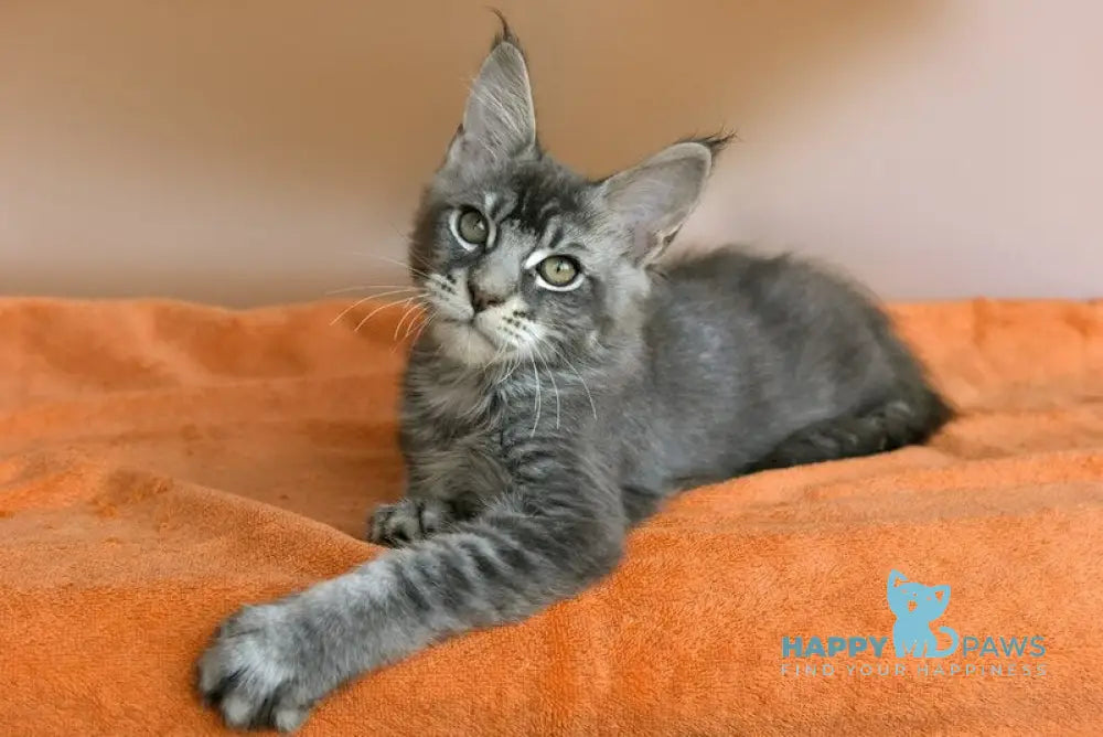 Adam Maine Coon male blue silver ticked tabby live animals