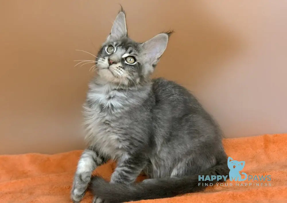Adam Maine Coon male blue silver ticked tabby live animals