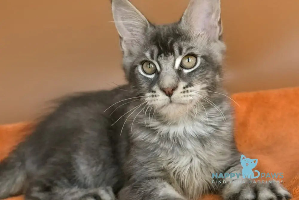 Adam Maine Coon male blue silver ticked tabby live animals