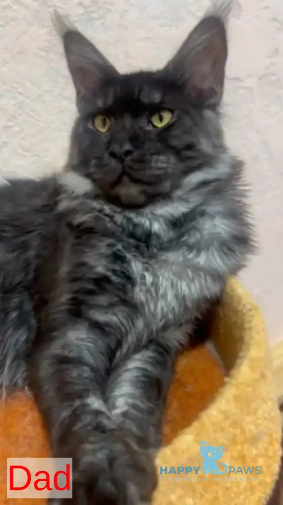 Adam Maine Coon male blue silver ticked tabby live animals