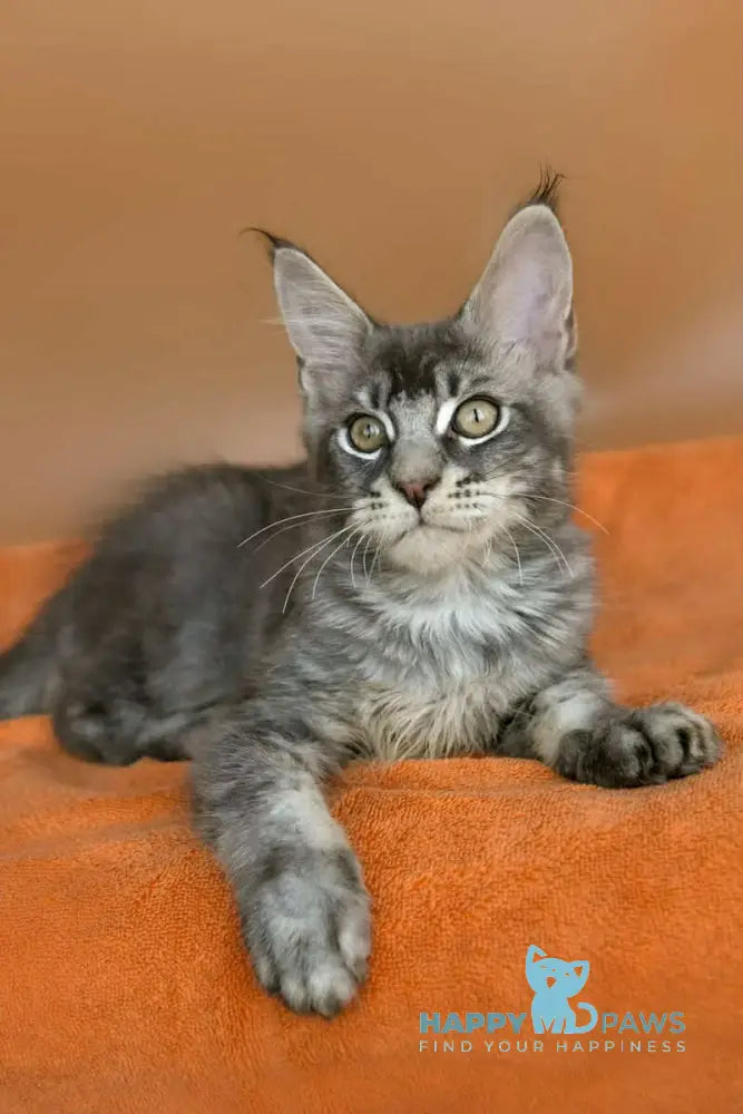Adam Maine Coon male blue silver ticked tabby live animals