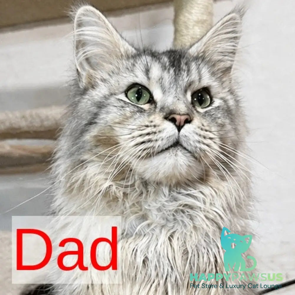 Adam Maine Coon male red with white - live animals