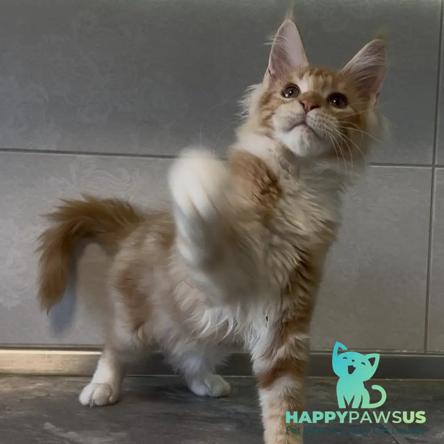 Adam Maine Coon male red with white - live animals