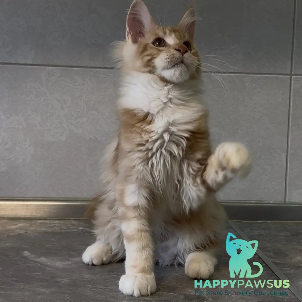 Adam Maine Coon male red with white - live animals