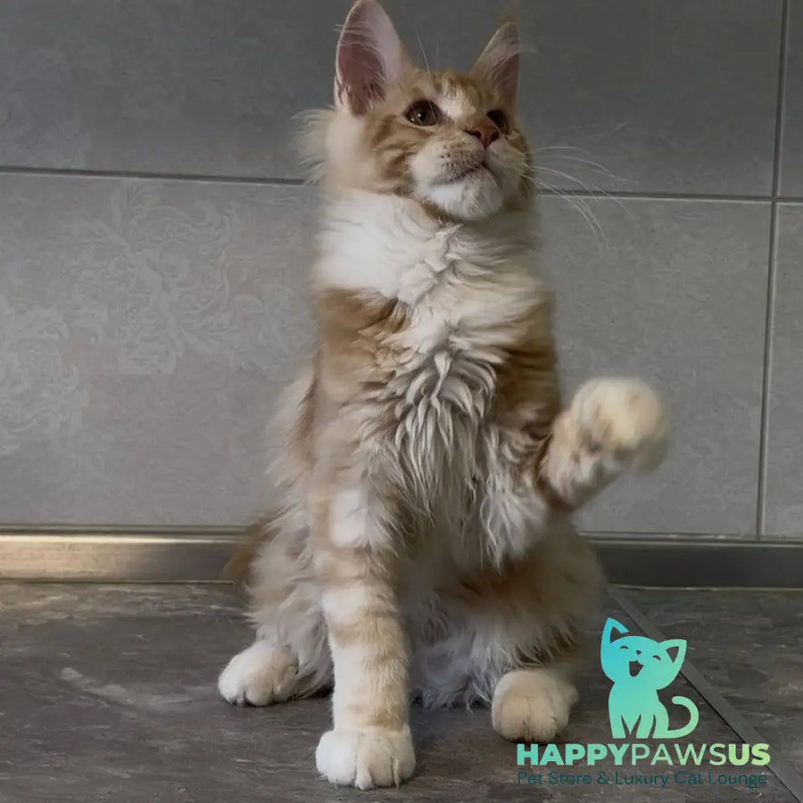 Adam Maine Coon male red with white - live animals