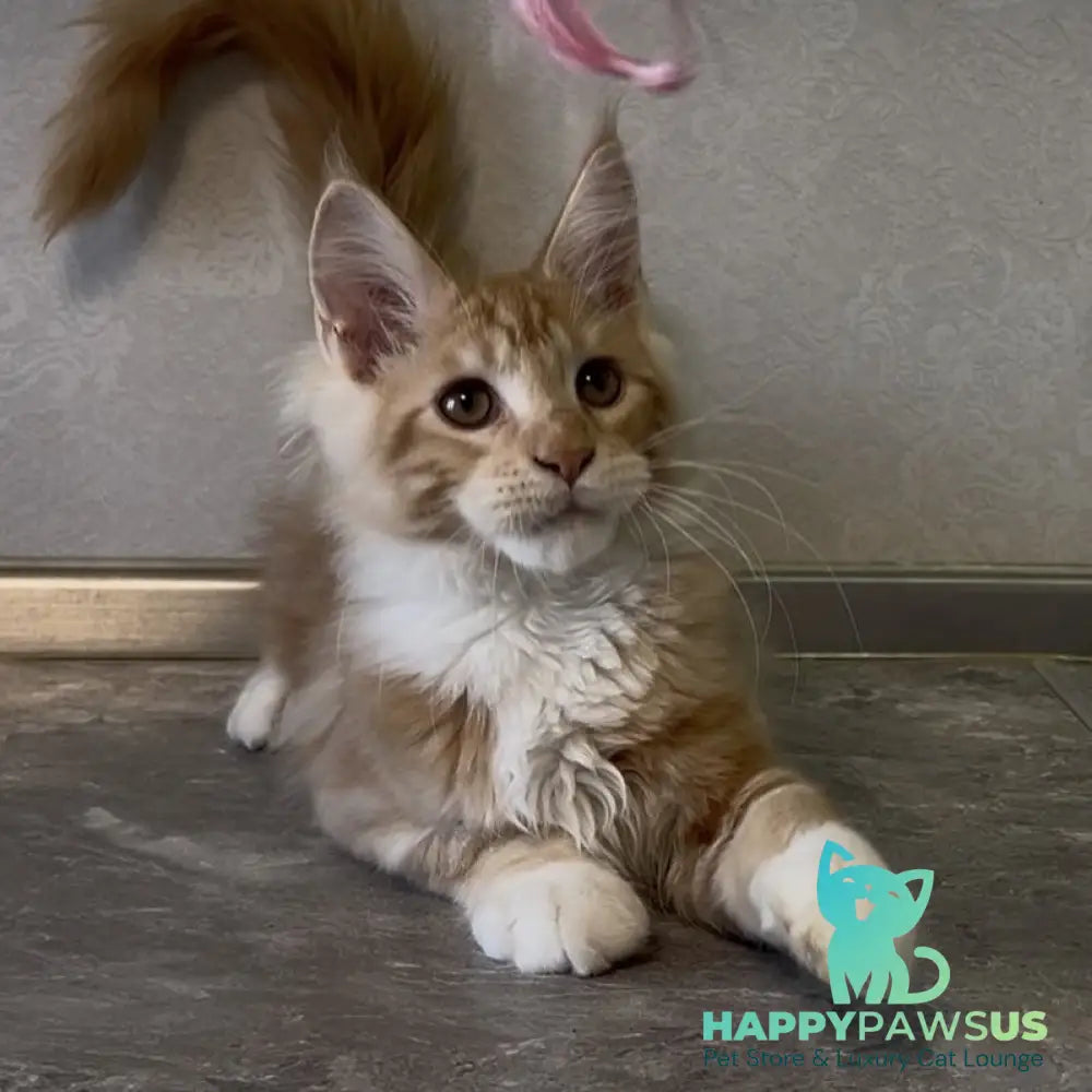 Adam Maine Coon male red with white - live animals