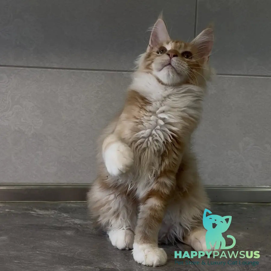 Adam Maine Coon male red with white - live animals